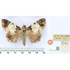 /filer/webapps/moths/media/images/S/sypnoides_Achaea_HT_BMNH.jpg