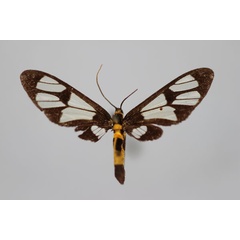 /filer/webapps/moths/media/images/N/notoplagia_Myopsyche_HT_BMNH.jpg