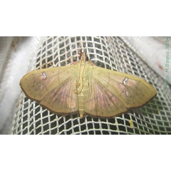 /filer/webapps/moths/media/images/Z/zyphalis_Condylorrhiza_A_Bippus.jpg