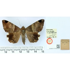 /filer/webapps/moths/media/images/P/partitana_Achaea_HT_BMNH.jpg