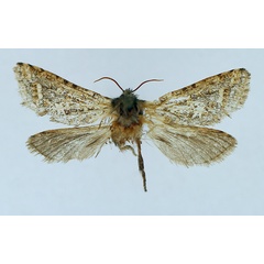 /filer/webapps/moths/media/images/O/olivaceonotata_Gorgopis_AM_TMSA_01.jpg