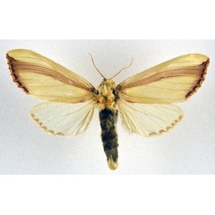 /filer/webapps/moths/media/images/O/orientalis_Rigema_AF_NHMO.jpg