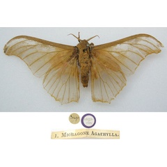 /filer/webapps/moths/media/images/A/agathylla_Saturnia_HT_NHMUKa.jpg