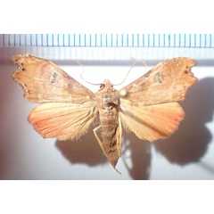 /filer/webapps/moths/media/images/I/incertana_Hondryches_AF_Bippus.jpg