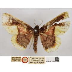 /filer/webapps/moths/media/images/P/purpurascens_Chrysozonata_HT_NHMUK.jpg