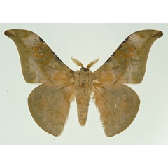 /filer/webapps/moths/media/images/G/garnieri_Orthogonioptilum_AM_Basquin.jpg