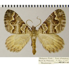 /filer/webapps/moths/media/images/T/thorenaria_Mimoclystia_AM_ZSMa.jpg
