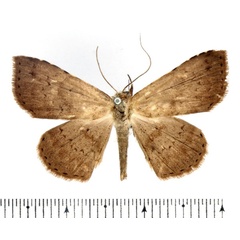 /filer/webapps/moths/media/images/G/geometriformis_Biareolifera_AF_BMNH.jpg