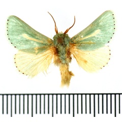/filer/webapps/moths/media/images/A/argentilinea_Coenobasis_AM_BMNH.jpg