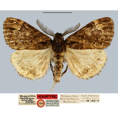 /filer/webapps/moths/media/images/A/ambahona_Dasychira_HT_MNHN.jpg