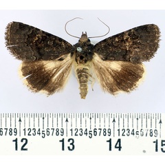/filer/webapps/moths/media/images/I/illegitima_Aedia_AF_BMNH.jpg