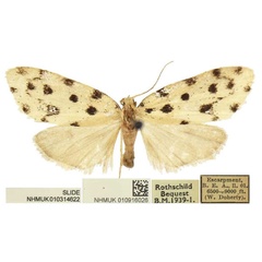 /filer/webapps/moths/media/images/M/melanospila_Siccia_PLTF_BMNH.jpg