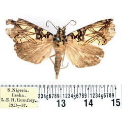 /filer/webapps/moths/media/images/S/speciosissima_Plusiodonta_AM_BMNH.jpg