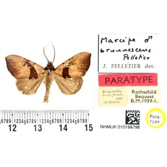/filer/webapps/moths/media/images/B/brunnescens_Marcipa_PTM_BMNH_01.jpg