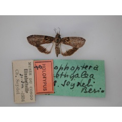 /filer/webapps/moths/media/images/S/seydeli_Lophoptera_HT_RMCA_01.jpg