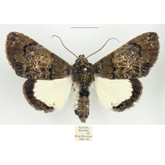 /filer/webapps/moths/media/images/A/acholi_Amblyprora_AM_BMNH.jpg