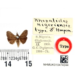 /filer/webapps/moths/media/images/N/nigeriensis_Rhesalides_HT_BMNH.jpg