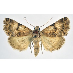 /filer/webapps/moths/media/images/M/melanodonta_Asplenia_AM_NHMO.jpg