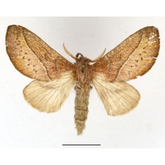 /filer/webapps/moths/media/images/T/turtur_Phoenicladocera_AF_Basquin.jpg