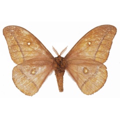 /filer/webapps/moths/media/images/B/bamendana_Gonimbrasia_AM_Basquinb.jpg