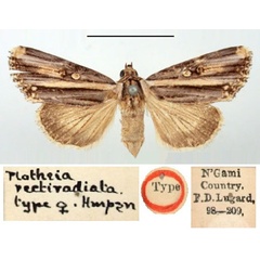 /filer/webapps/moths/media/images/R/rectiradiata_Tarache_HT_BMNH.jpg