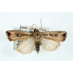 /filer/webapps/moths/media/images/A/atrinota_Leucania_AF_BOLD.jpg