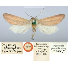 /filer/webapps/moths/media/images/S/steniptera_Sesamia_HT_BMNH.jpg