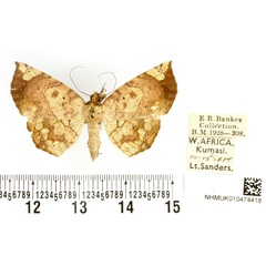 /filer/webapps/moths/media/images/S/spurrelli_Hollandia_PTF_BMNH_01.jpg