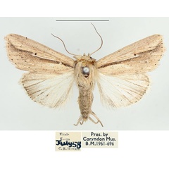 /filer/webapps/moths/media/images/M/melanostrota_Leucania_AF_BMNH.jpg