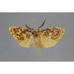 /filer/webapps/moths/media/images/P/pectinella_Parafrasura_A_BMNH.jpg