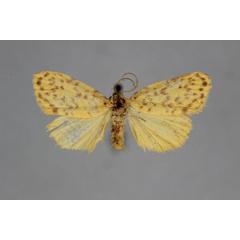 /filer/webapps/moths/media/images/R/rivulosa_Afrasura_A_BMNH.jpg
