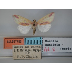 /filer/webapps/moths/media/images/S/sublimis_Masalia_AT_RMCA.jpg