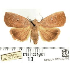/filer/webapps/moths/media/images/P/poliotis_Exophyla_AM_BMNH.jpg