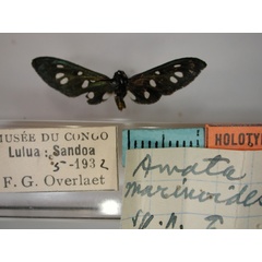/filer/webapps/moths/media/images/M/marinoides_Amata_HT_RMCA_01.jpg
