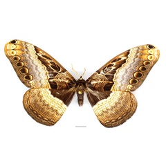 /filer/webapps/moths/media/images/O/ostentator_Dactyloceras_AM_Basquin_03.jpg