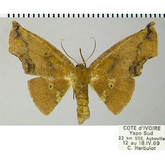 /filer/webapps/moths/media/images/E/eacleoides_Vaena_AF_ZSM_01.jpg