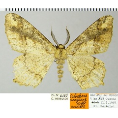 /filer/webapps/moths/media/images/S/sanghana_Colocleora_HT_ZSMa.jpg