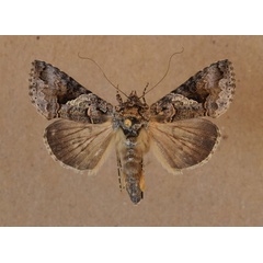 /filer/webapps/moths/media/images/M/molybdina_Trichoplusia_A_Butler.jpg