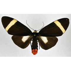 /filer/webapps/moths/media/images/H/holoclera_Karschiola_AF_NHMO.jpg