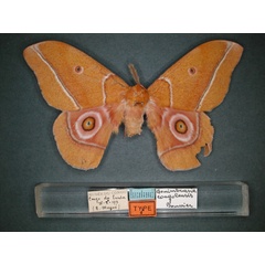 /filer/webapps/moths/media/images/C/congolensis_Gonimbrasia_ST_RMCA_01.jpg