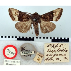 /filer/webapps/moths/media/images/A/augens_Euplexia_HT_BMNH.jpg