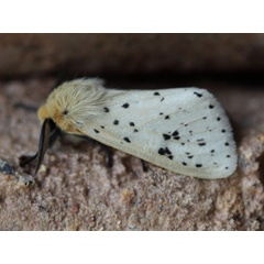 /filer/webapps/moths/media/images/N/nigropunctata_Alpenus_A_Voaden.jpg