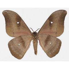 /filer/webapps/moths/media/images/M/melanops_Gonimbrasia_AM_Basquinb.jpg