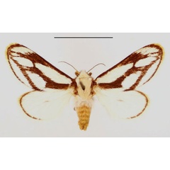 /filer/webapps/moths/media/images/I/incincta_Parapluda_AF_BMNH.jpg