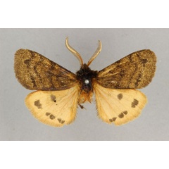 /filer/webapps/moths/media/images/K/kivuensis_Carcinarctia_HT_BMNH.jpg