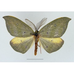 /filer/webapps/moths/media/images/M/meridionalis_Hypochrosis_AM_TMSA.jpg
