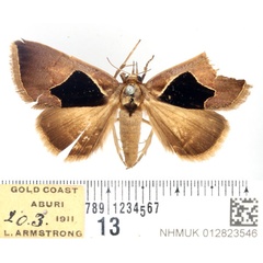 /filer/webapps/moths/media/images/O/oxyprora_Fodina_AF_BMNH.jpg