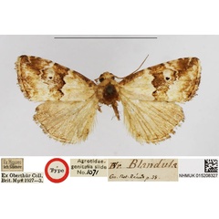 /filer/webapps/moths/media/images/B/blandula_Erastria_HT_NHMUK.jpg
