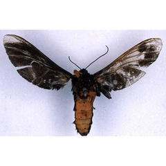/filer/webapps/moths/media/images/D/diptera_Melisa_HT_BMNH_02.jpg