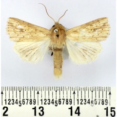 /filer/webapps/moths/media/images/B/bertha_Leucania_AM_BMNH_01.jpg